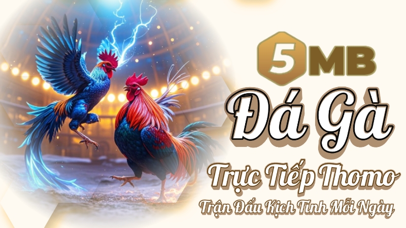 5MB Trực tiếp đá gà online – Trải nghiệm Thomo cực chất, nảy lửa từng trận
